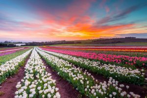 Table Cape Tulip Farm